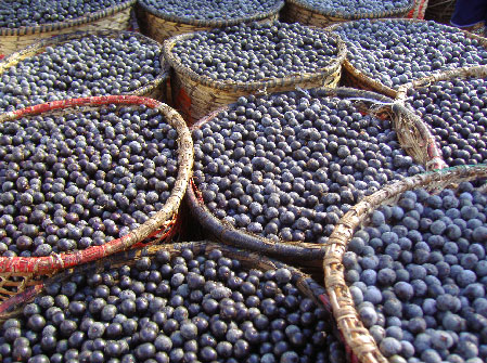 Акай Бери (Acai Berry) световната супер храна